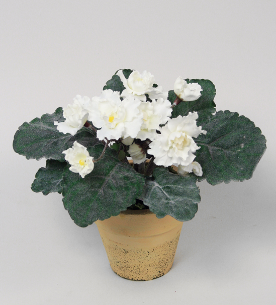 violet plant 