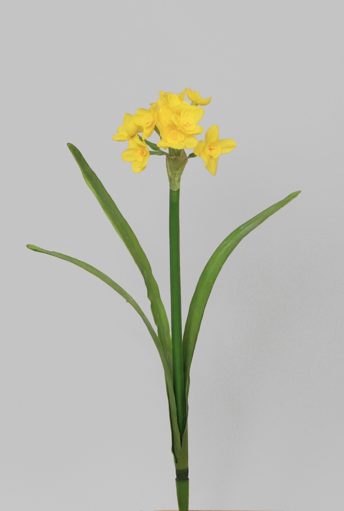 narcissus spray 