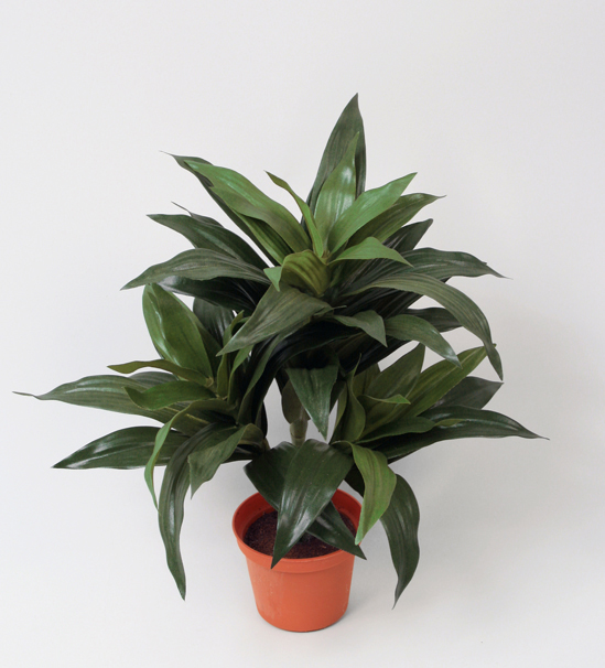dracaena fragrans 