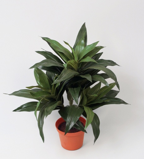 dracaena fragrans 