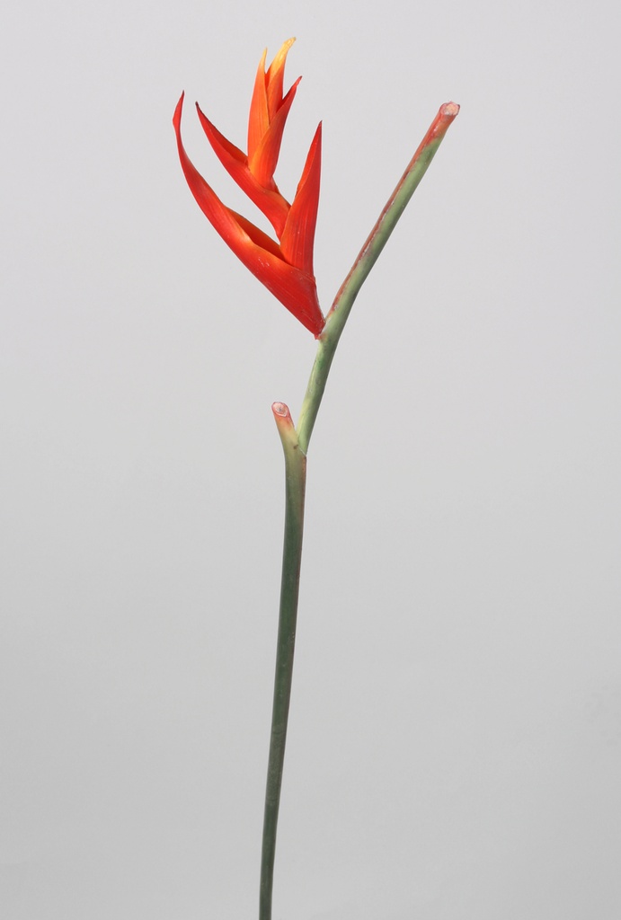 heliconia 