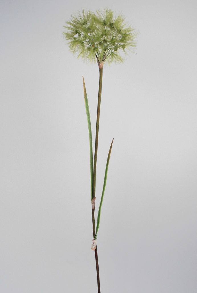 dandelion spray green 