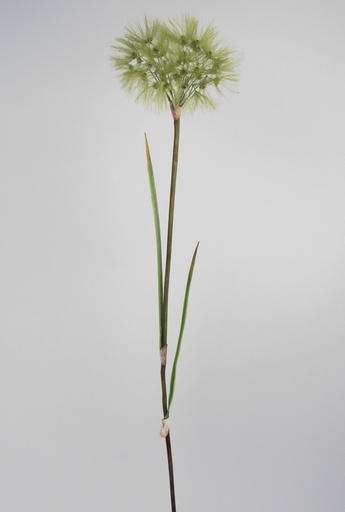 dandelion spray green 