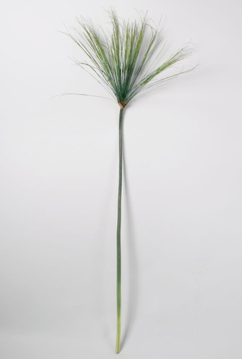 [6367] umbrella grass 