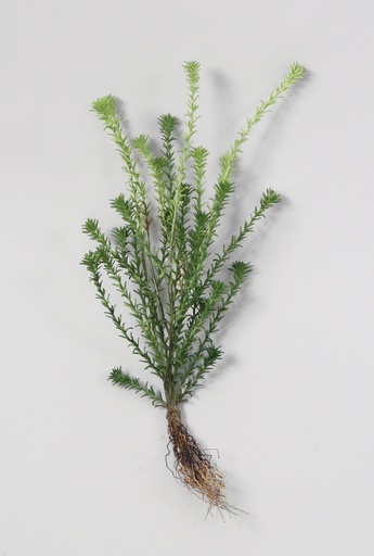 [6368] springeri spray 