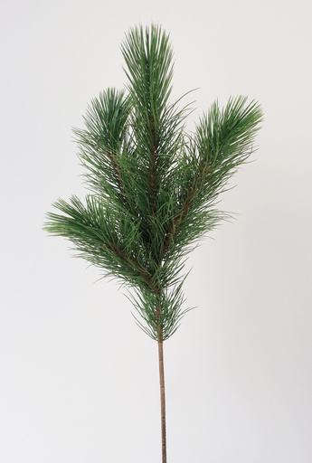 [5691] pine spray 