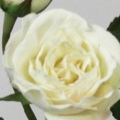 [9331-1] Rose (Alternative 5)