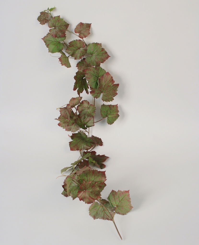 grape vine autumn 