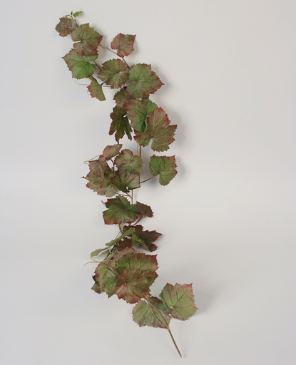 Grape Ivy