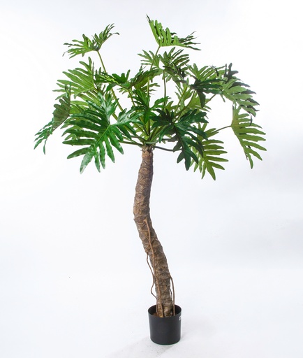 [1120-210] philodendron selloum 