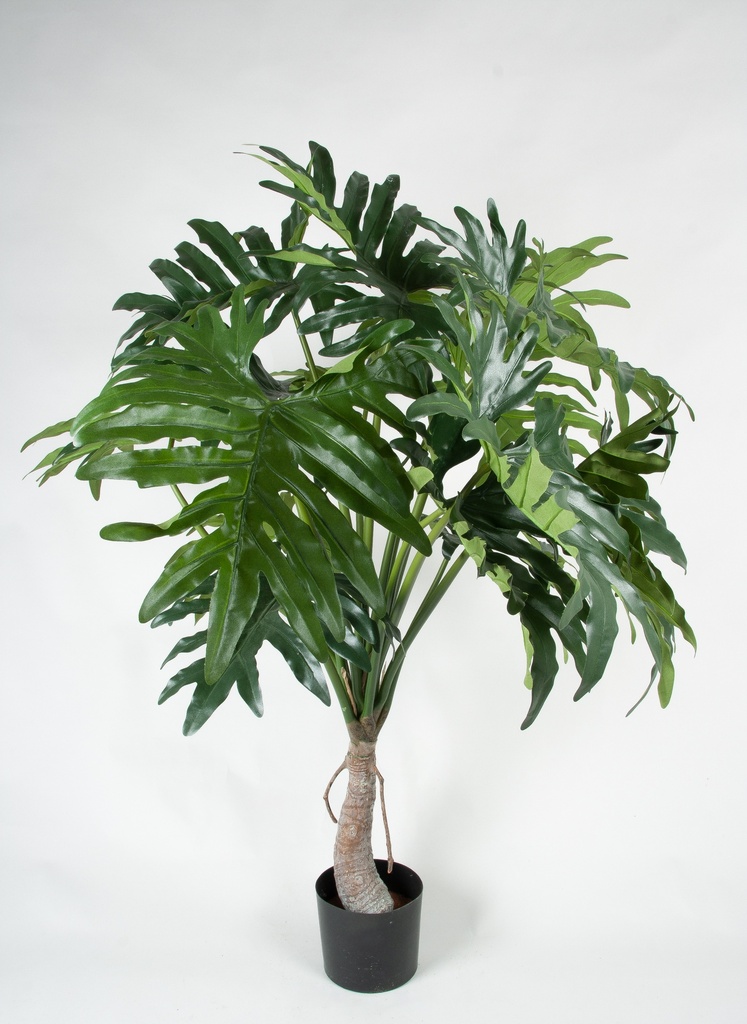 philodendron selloum 