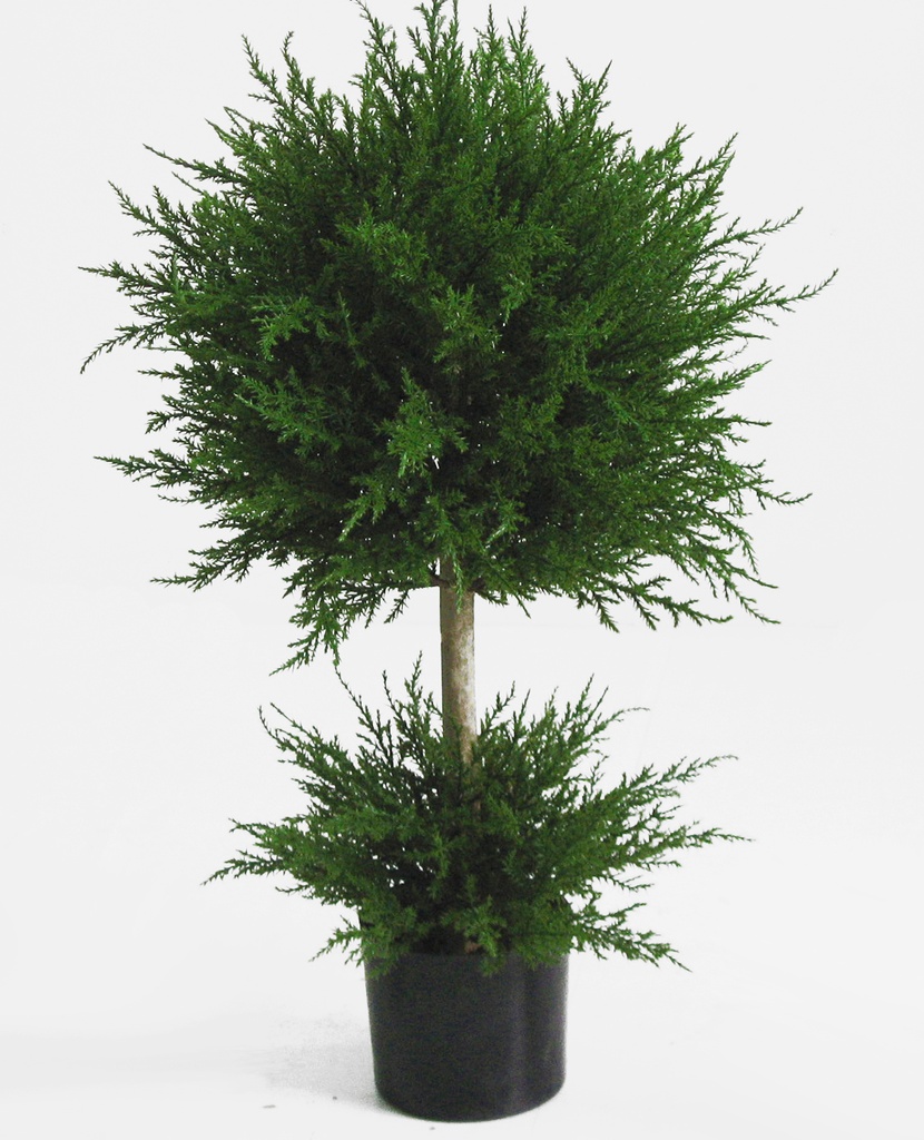 Cypress 