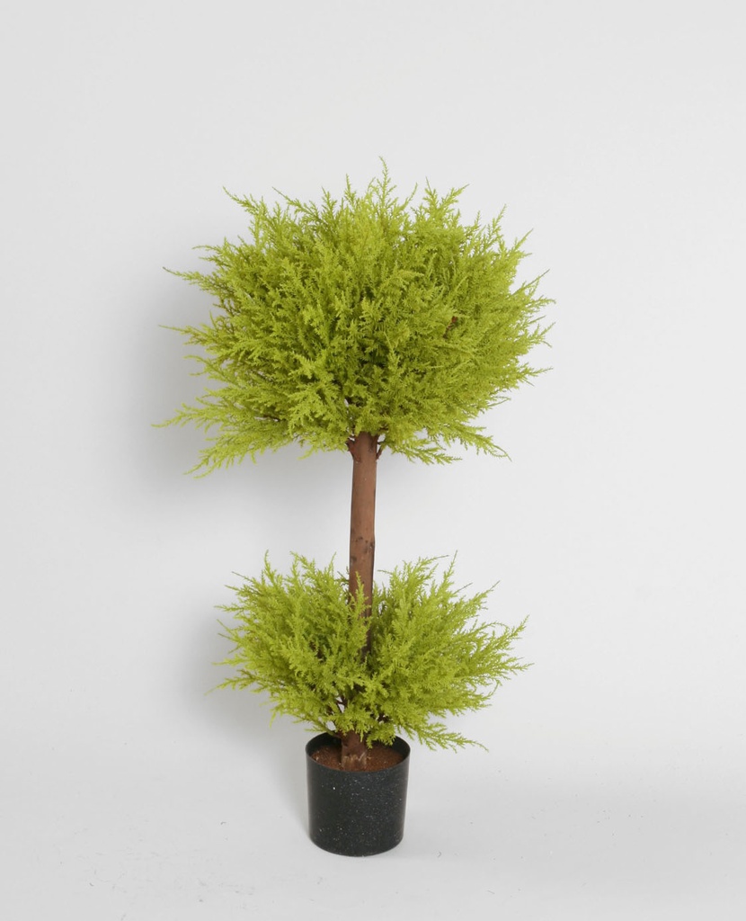 Cypress