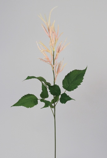 Auruncus flower spray 