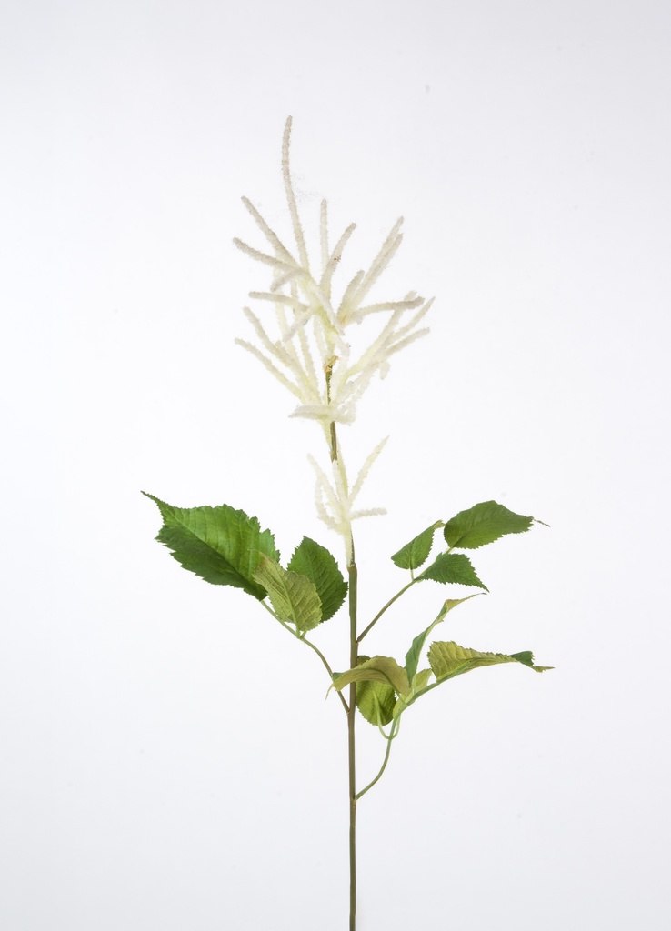 auruncus flower spray 