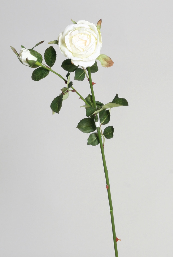 rose spray white 