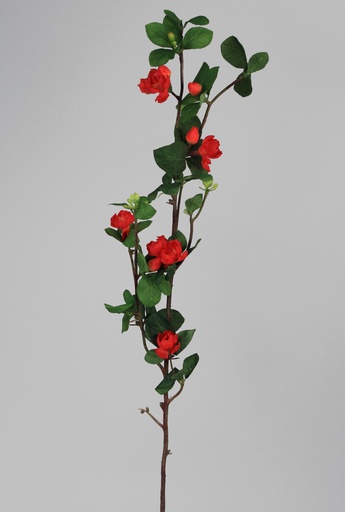 japanese cherry  
