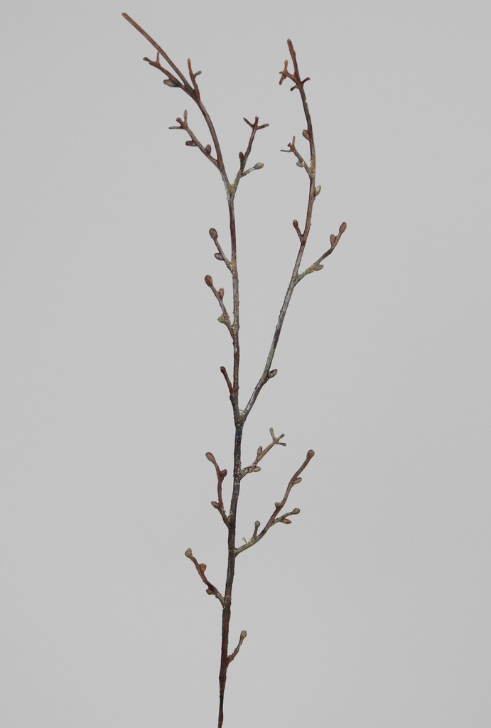 birch spray 