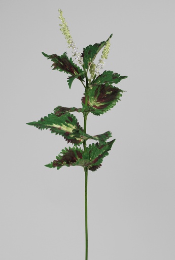 Nettle 