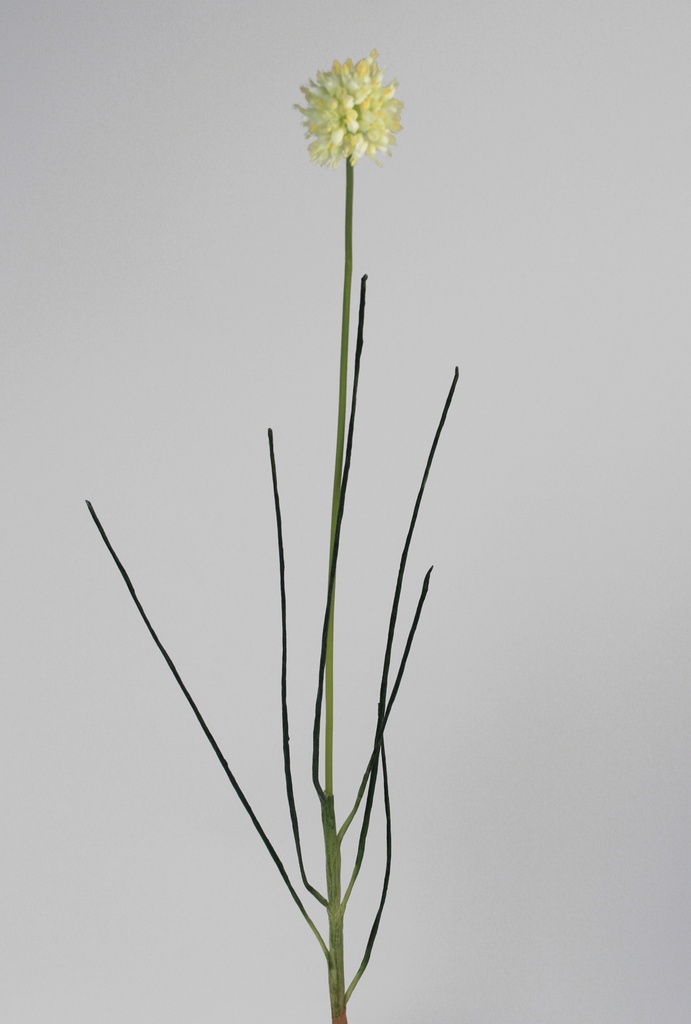 allium white 