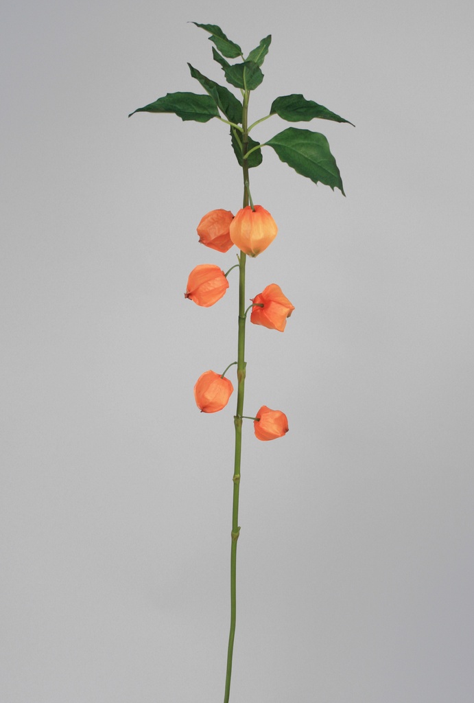 chinese lantern spray 