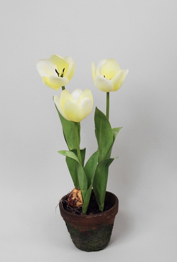 [6834] tulip in pot 