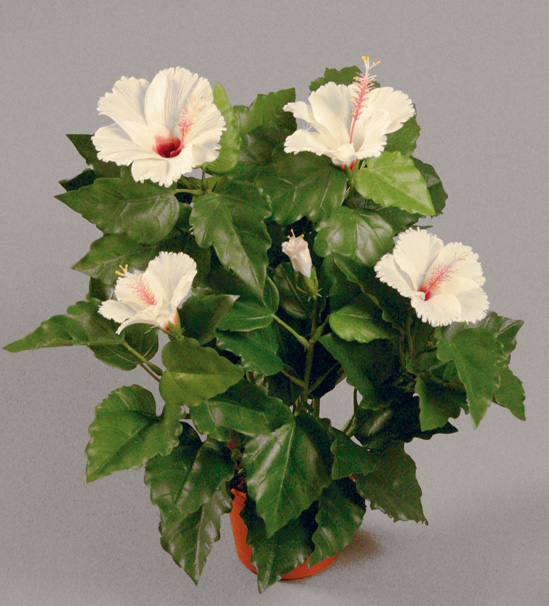 Hibiscus