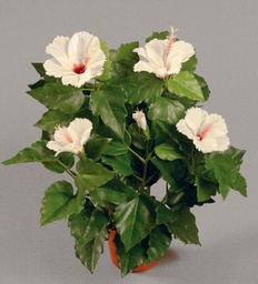 [8003-1-11] Hibiscus (Alternative 3)