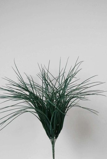 [5085] carex bush 