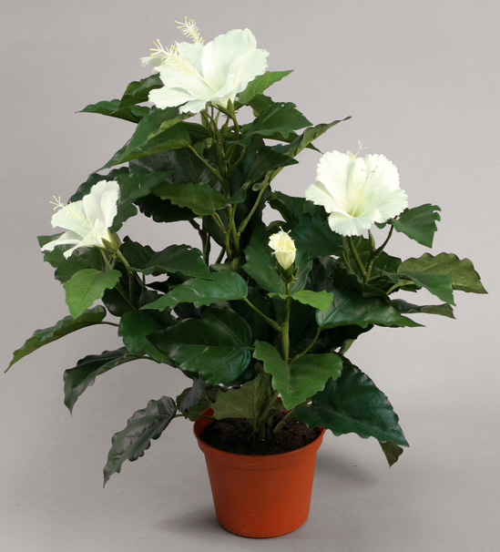 Hibiscus
