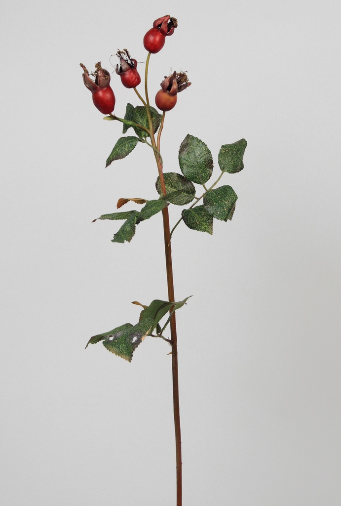 rosehip spray red 