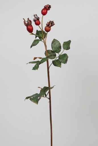 rosehip spray red 