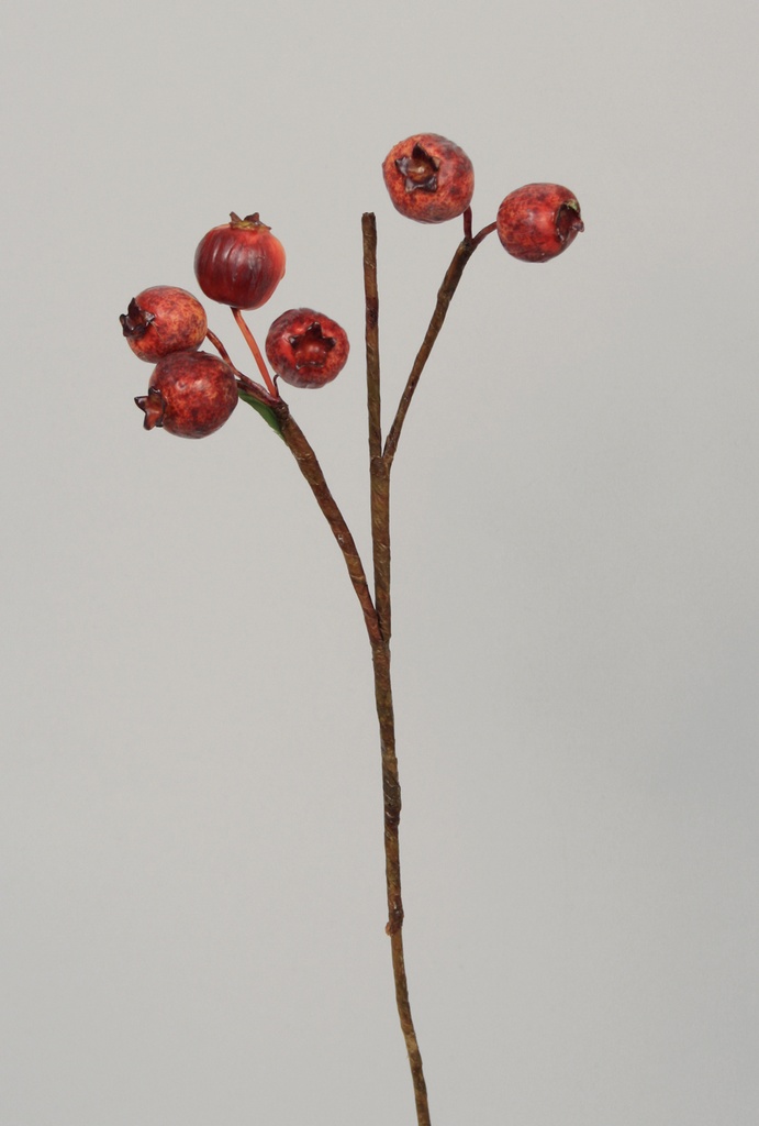rosehip burgundy 