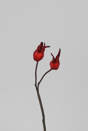 [6846] rosehip pick dark red 