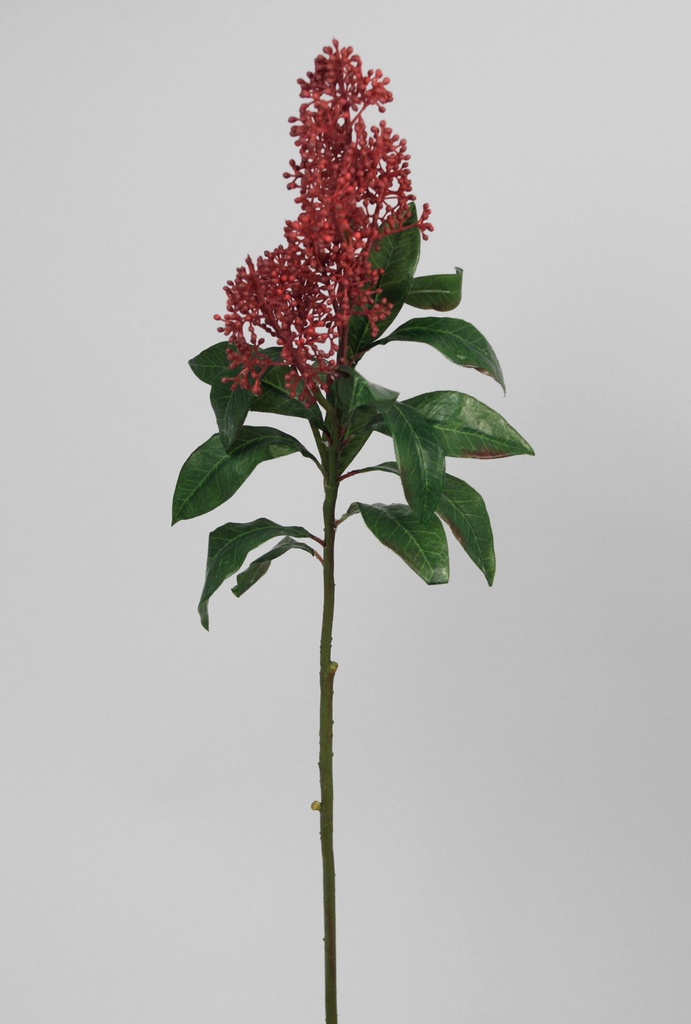 skimmia spray burgundy 