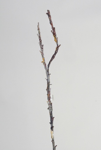 [6848] sloe branch 