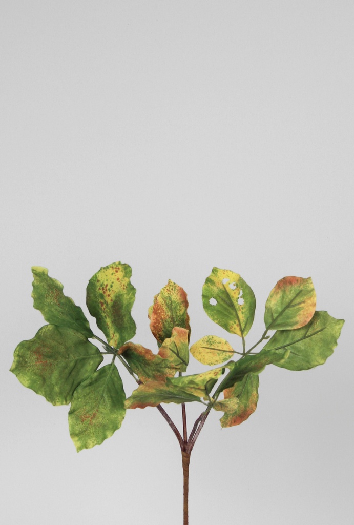 Beech Leaf 