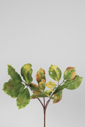 Beech Leaf 