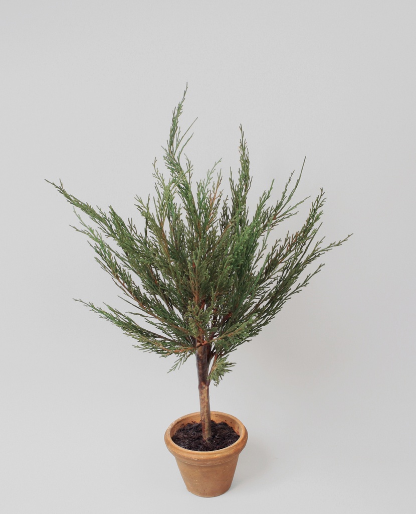 cypress 