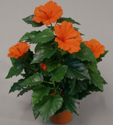 [8003-1-12] Hibiscus (Alternative 5)