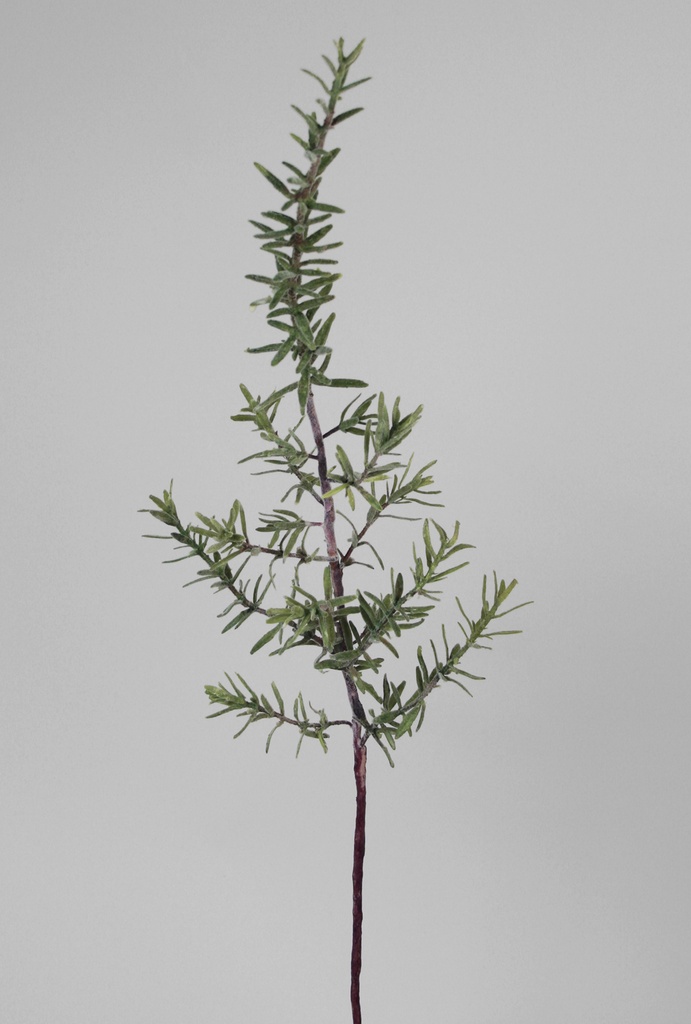 rosemary 