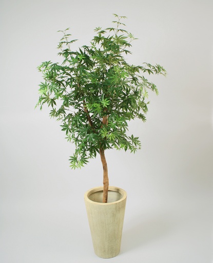 maple 