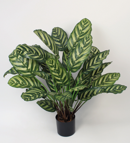 calathea 