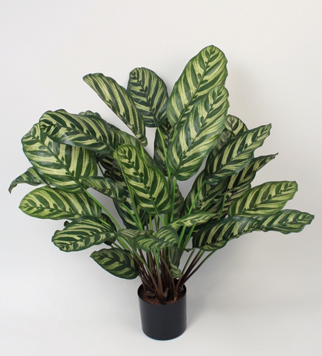[5704] calathea 