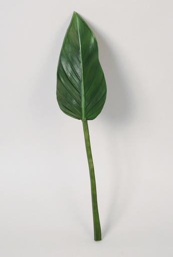 [6876] alocasia leaf 