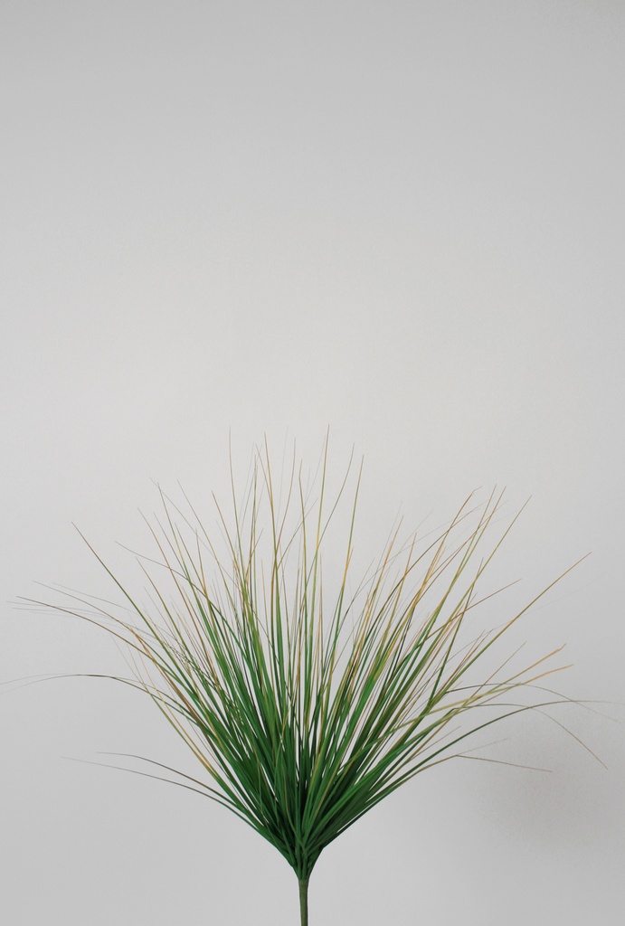 grass bush 
