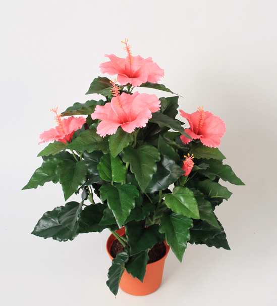 Hibiscus
