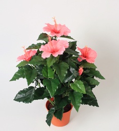 [8003-1-07] Hibiscus (Alternative 6)
