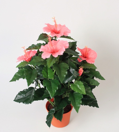 Hibiscus