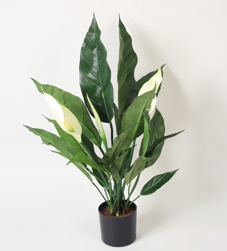 [5708] spathiphyllum 